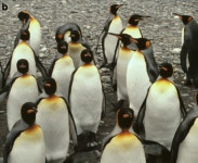 펭귄 얼굴은 다 똑같은데, 사람 얼굴은 다 다른 이유는?