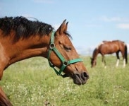 말(馬)이 호흡기 질환 안 걸리게 하려면?