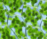 햇빛만 있으면 CO₂로 메탄올 얻는다