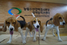 진돗개, 군견으로 성공할 수 있을까