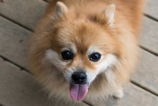 강아지가 큰 소리를 칠 수록 말을 안 듣는 이유는?