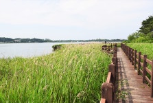 [강릉 향호] 엄마의 마음을 닮은 향호를 다시 걷다