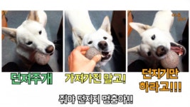 개와 함께 즐겁게 노는 방법 몇 가지