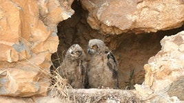 법흥리 수리부엉이, 장단콩웰빙마루 사업으로 서식지 파괴 위기