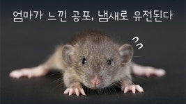 [카드뉴스] 엄마가 느낀 공포, 냄새로 유전된다
