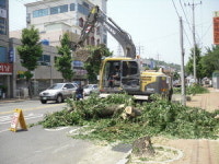 수십년 은행나무 싹둑…이상한 가로수 교체