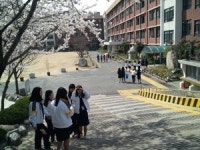벚꽃 만발한 교정 걸으며 추억을 남겼어요