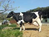 농협, 양산 애린목장 젖소 슈퍼 카우 선정