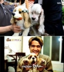 투병 중인 동물농장 스타견 웅자 이미 18세 노견…안타까운 이별 준비