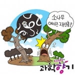 [KISTI의 과학향기] 소나무가 사라진다?