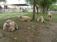 삼락생태공원 양 목장 2년 만에 철거