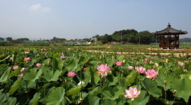 [바캉스 특집] 연꽃·아라가야의 향기에 취해볼까
