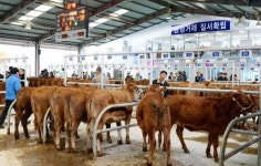 창녕 전통 소시장에 전자경매 등장