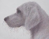 복스러운 동물들