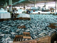 [현장&이슈] 교통정리 필요한 부산공동어시장 현대화 사업