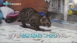 마리와 나 24일 11회 예고 - 심형탁과 벵갈고양이의 한 판 전쟁