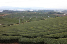 규슈올레 야메코스를 가다