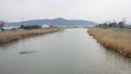 겨우 살려낸 김해 해반천 관리 부실로 다시 신음