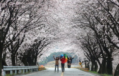 50리 벚꽃길서 우정 나눠요
