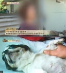 동물농장 강아지 공장 업주 처벌 못해···제작진에게 구조요청하듯 울부 짖는 강아지들