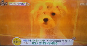 동물농장 강아지공장 뽀글이 곧 수술...경주 불에 탄 개 아픈 사연