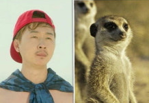 또 오해영 김기두, 동물 닮은꼴 끝판왕 등극?…미어캣 싱크로율 100%