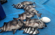 [조황] 거제 지세포권 씨알 굵은 전갱이 손맛