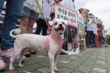 동물애호단체 구포시장 개고기 판매 중단하라
