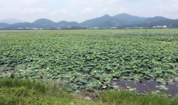 창원 주남저수지 연꽃군락 확산에 골머리