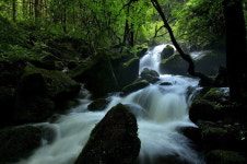 [포토에세이] 이끼를 머금은 계곡물