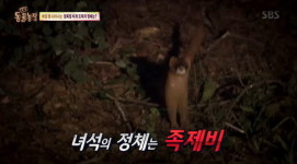 동물농장 비계 도둑 야생족제비...정육점 비계 실종사건의 전말