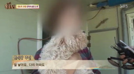 동물농장 강아지공장 논란, 이번엔 부산 고양이공장?...벌금 내면 돼 당당