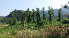 뭐! 이곳이 공원이라고? 잡초·쓰레기로 뒤덮인 김해 낙동강변 둔치공원