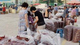 창녕 고추·마늘 시장 23일부터 개장