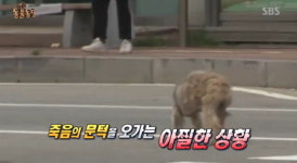 동물농장 새끼들 숨긴 채 6차선 도로 오가는 개...아슬아슬