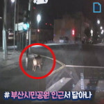 [영상] 부산진구 연지동 멧돼지 출현...부산시민공원 인근서 달아나
