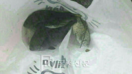 [태풍 차바] 마린시티 도로는 물고기 천지...파도 타고 넘어온 듯