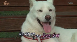 동물농장 보리, 실종 1년 만에 집으로 돌아오다...진짜 보리 맞았다