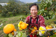 좋은 감 골라 예쁘게 말려요