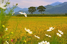 [포토에세이] 풍년가 부르는 부부소나무