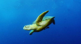 박수현 기자의 Sea 애니멀 <70> 그린터틀