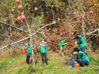부산 남구 대연3동 새마을부녀회, 과수원 사과따기 봉사활동