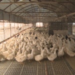 [영상] 부산 기장군 덮친 AI...오리 아빠들 초긴장