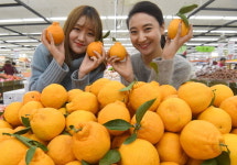 새콤달콤 한라봉
