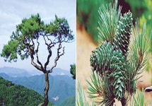[박기철의 낱말로 푸는 인문생태학] 솔과 잣 : evergreen pine?