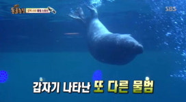 [동물농장] 수족관 말썽꾸러기 잔점박이물범 소리 관람객 시선 독차지 하려고 먹는 것도 뒷전