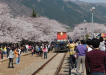 CNN 선정 한국 관광지…벚꽃 만개 진해 경화역