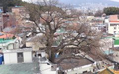 부산 동래구 250년 당산나무 보호, 건물 4개 철거