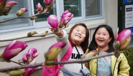 자목련과 함께 활짝