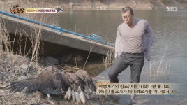 [동물농장] 흰꼬리수리 가람이 험난한 야생 복귀...박상현 씨 물에 빠진 가람이 구하려고 엄동설한에 물에 뛰어들기도